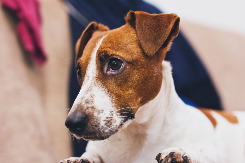 These 10 dog breeds would rather be sleeping right now - these 4 have other plans 15 Jack Russell Terrier