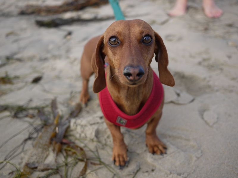 Dachshund