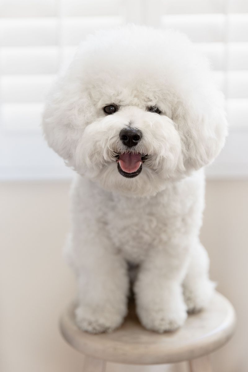 A dog may be perfect today - These breeds also make sense when you think years ahead 3 Bichon Frise - cheerful cloud on legs