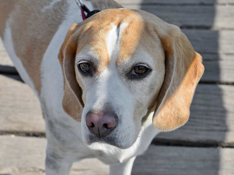 Beagle
