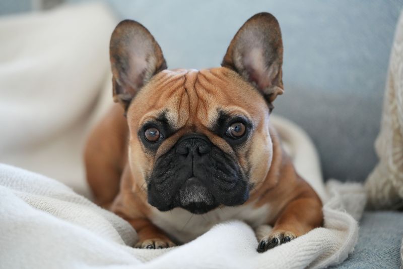 11 calm dogs that enjoy relaxed days at home - and 3 energetic breeds with completely different plans 12 French Bulldog - apartment-friendly charmer