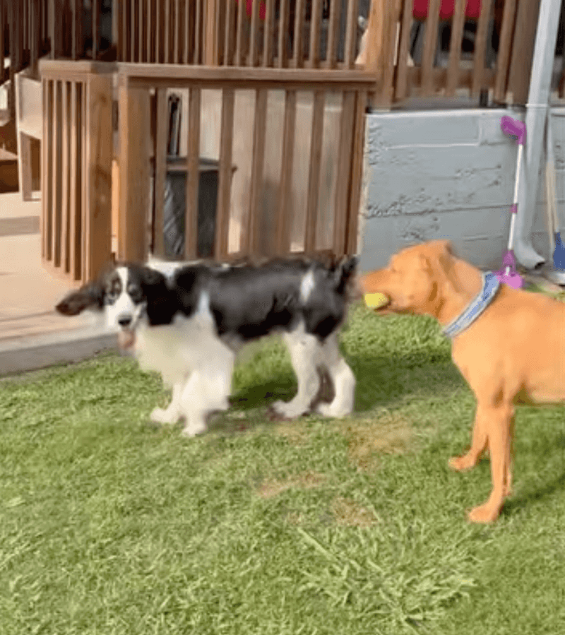 Mixed-breed dogs are always healthier.