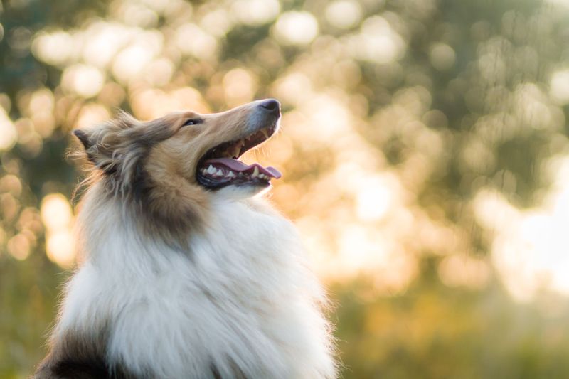 Some dog breeds seem to comfort people naturally without being taught 4 Rough Collie