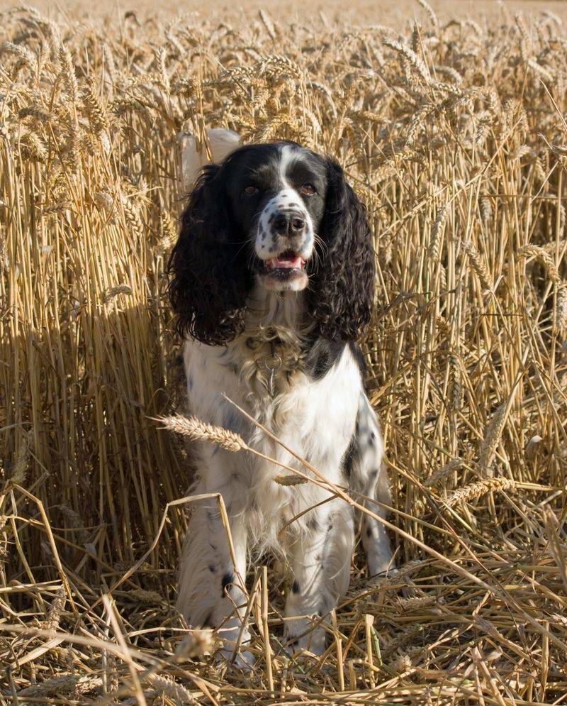 Field Spaniel