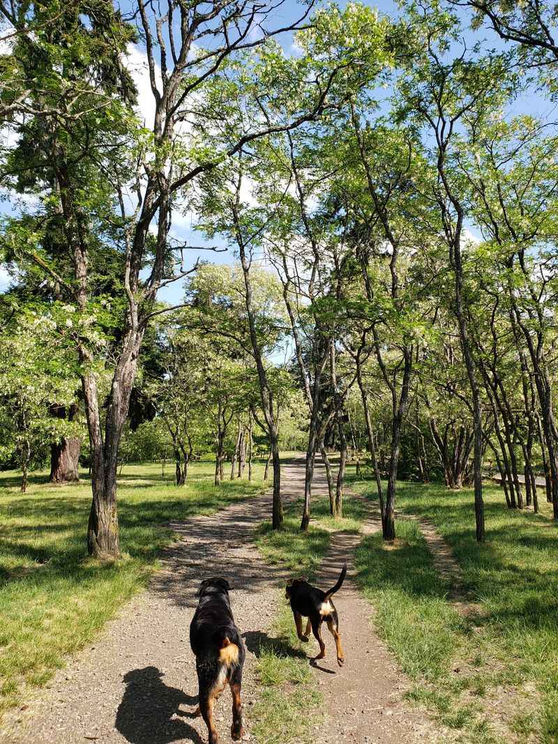 Fort Steilacoom Dog Park - Lakewood, Washington