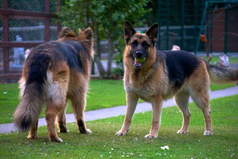 11 dogs with jaw strength that stands out even among large breeds 10 German Shepherd