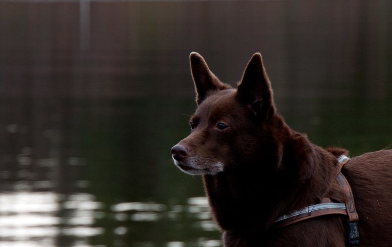A well-planned routine helps these dog breeds flourish indoors 12 Australian Kelpie