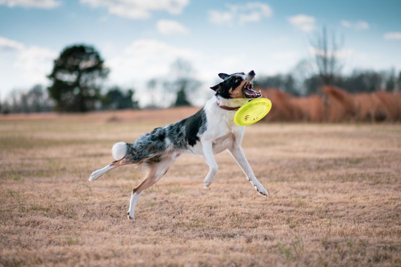 The perfect dog for your twenties may not be the perfect dog later - these breeds show why 2 Border Collie