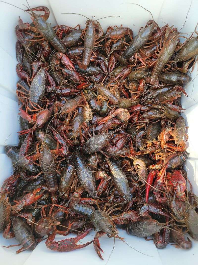 Crawfish Season, Done the Careful Way