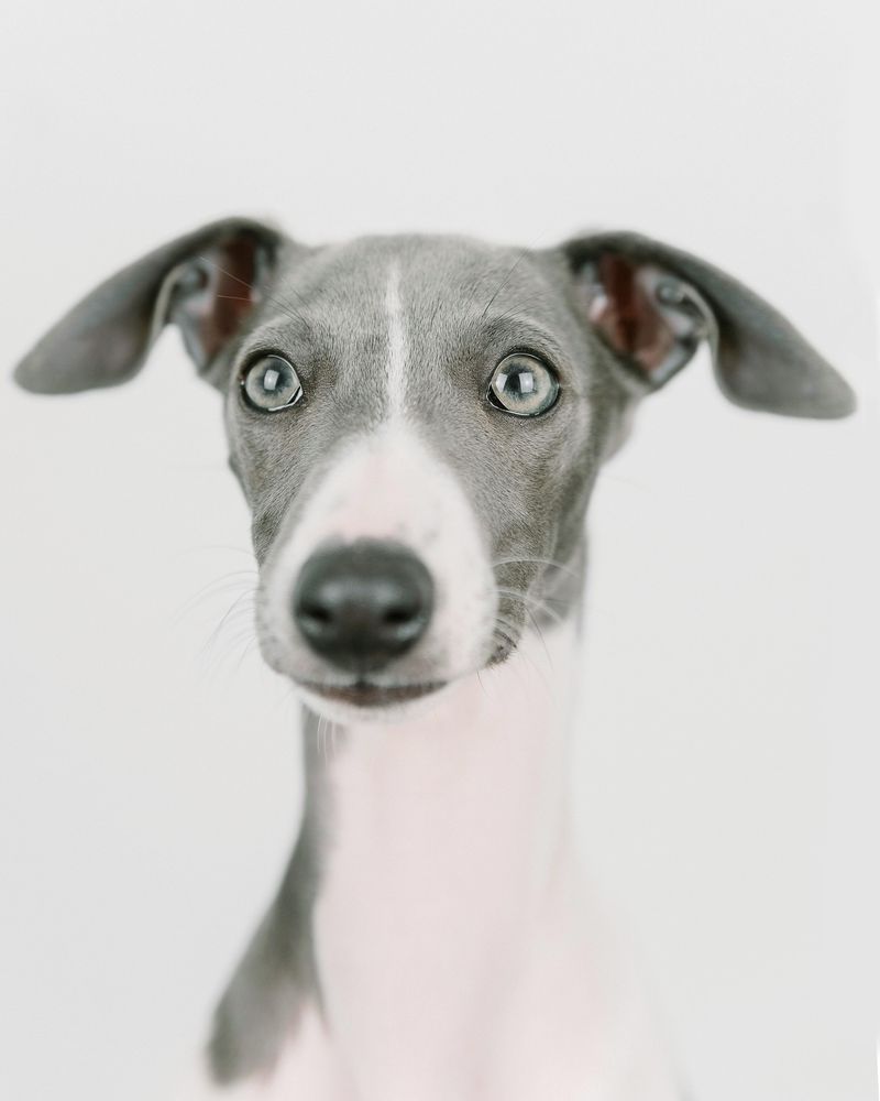 Italian Greyhound