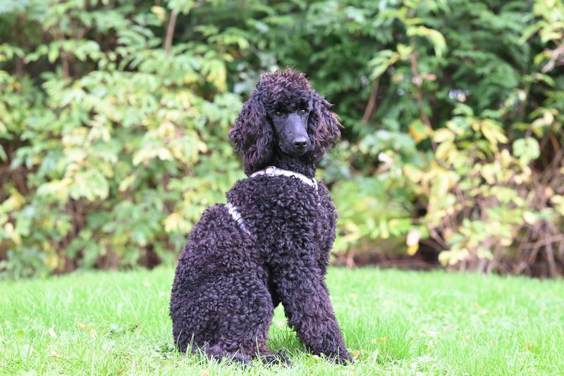 10 dog breeds that feel everything deeply - and 3 that keep their distance 11 Standard Poodle
