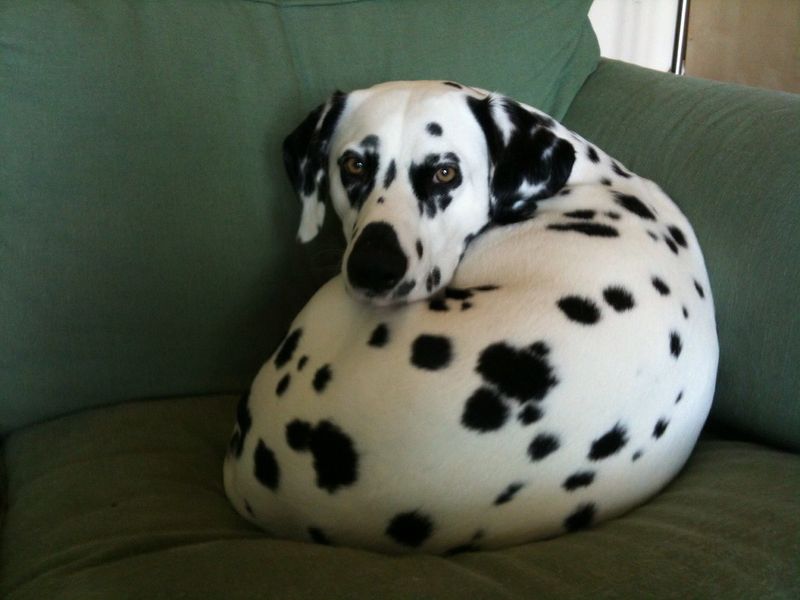 Dalmatian