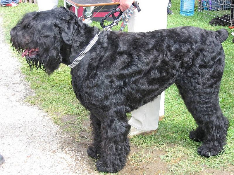 13 guard dog breeds that make intruders think twice and owners sleep easier 12 Black Russian Terrier