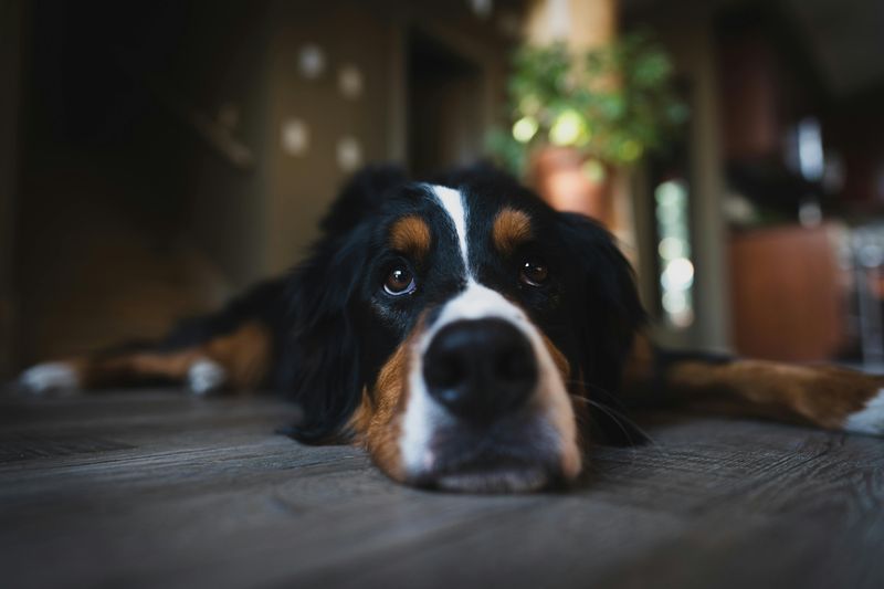 11 low-drama dog breeds that bring calm instead of constant stress 7 Bernese Mountain Dog