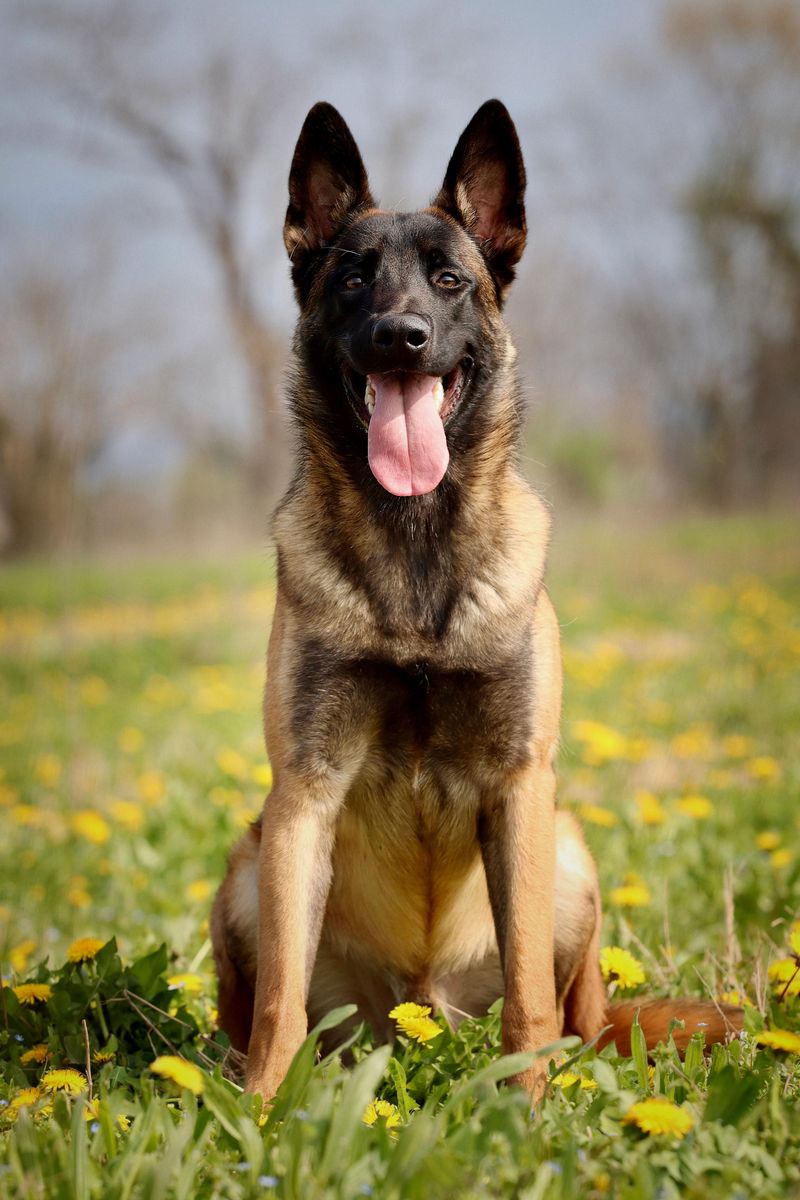 You removed the flock but not generations of working instinct - These herding dogs still need somewhere to put that brain 11 Belgian Malinois: Build an off switch