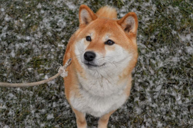 12 strong-minded dog breeds that refuse to be controlled easily 6 Shiba Inu