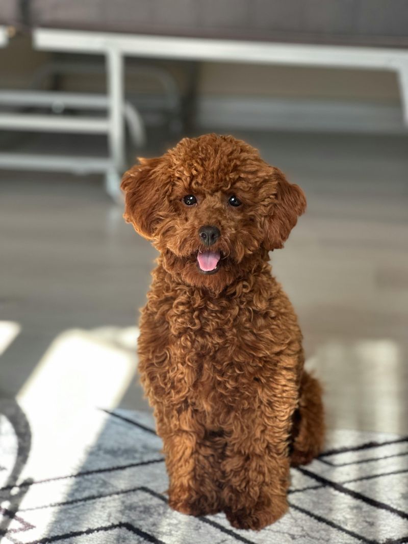 Toy Poodle