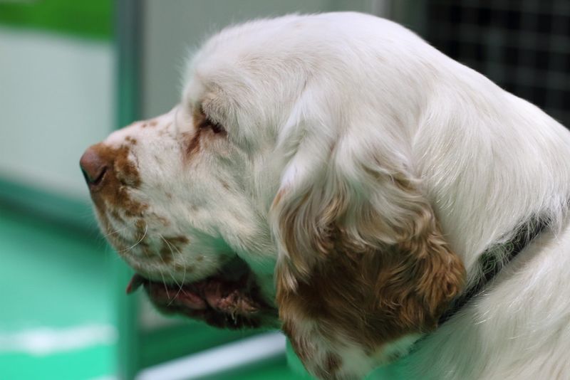 Don't confuse low energy with low intelligence - These 11 relaxed breeds can be surprisingly sharp 12 Clumber Spaniel