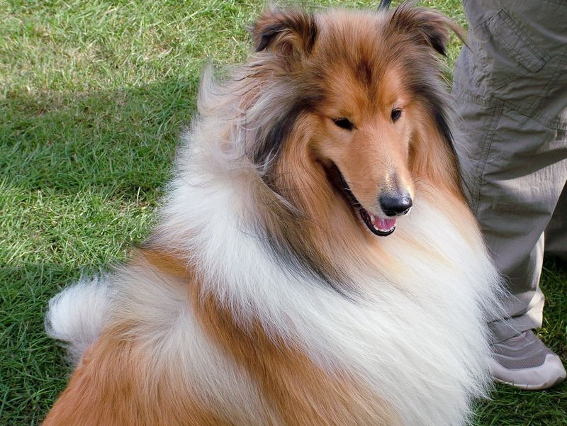 Your mood changes before you say a word - These observant dog breeds may already be paying attention 9 Rough Collie