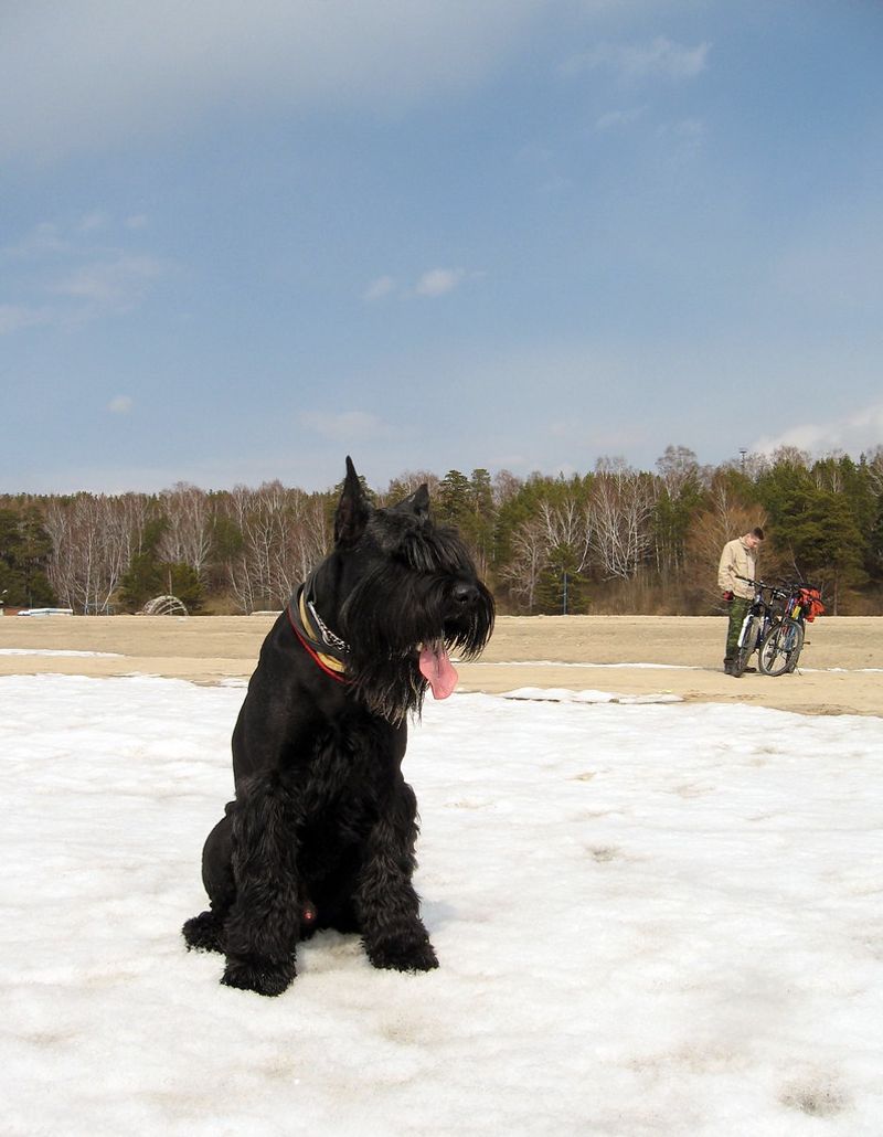 12 challenging puppy breeds that eventually become the most loyal dogs imaginable 10 Giant Schnauzer