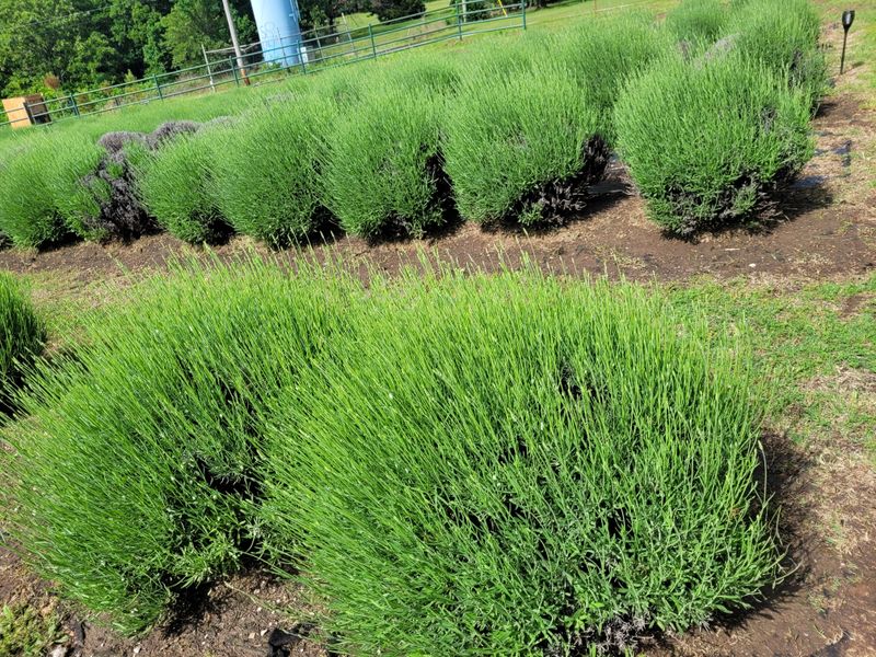 Lavender Varieties on Display