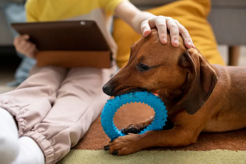 Bringing you favorite toys