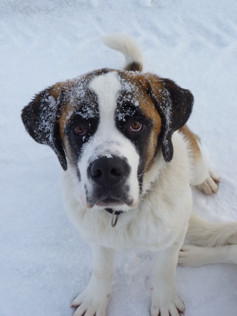 Saint Bernard