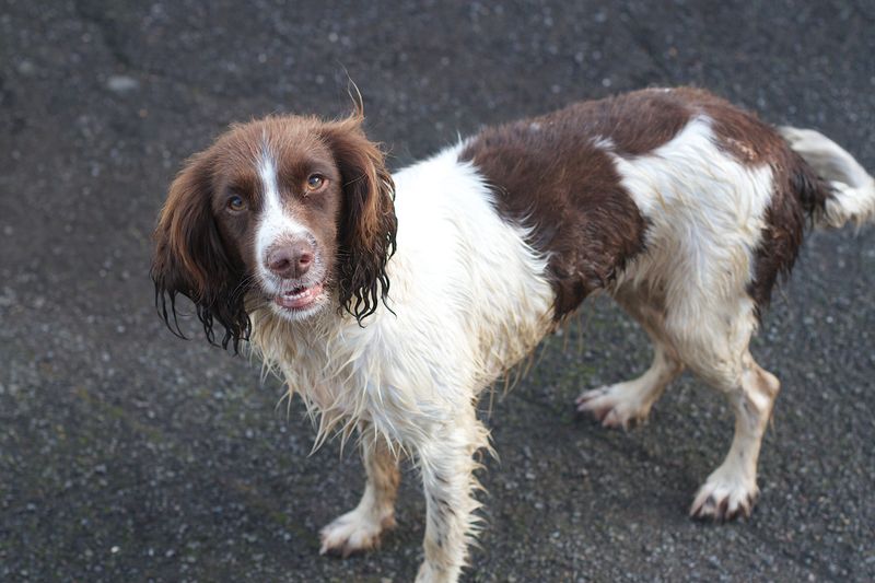 Your ordinary daily routine can become the most important thing in the world to these devoted dogs 5 English Springer Spaniel