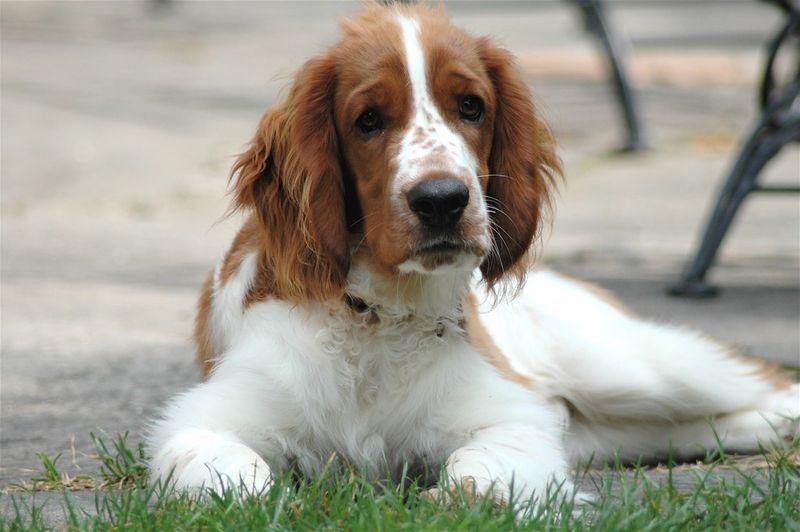 Welsh Springer Spaniel
