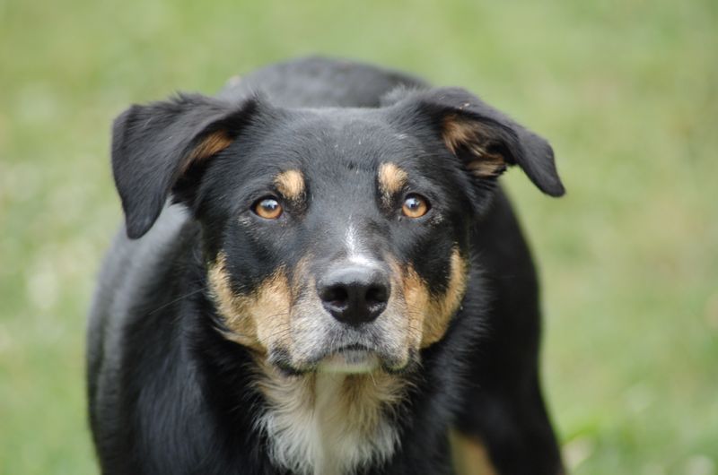 Patience often reveals the very best qualities these dog breeds have to offer 8 Beauceron