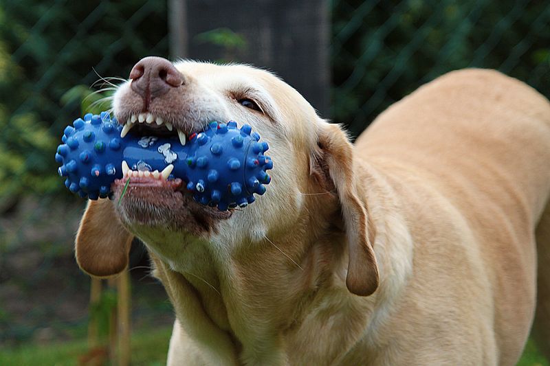 10 must-pack dog travel essentials that make every trip smoother 6 Favorite toy