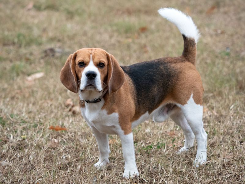 Fall in love with these dogs first and you may discover the maintenance schedule later - A few breeds flip that script 14 Beagle: Wash and Go Hound