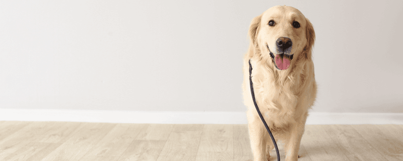 Panting only in the crate