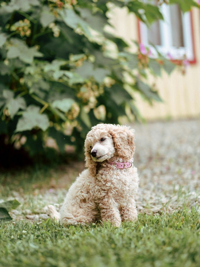 The “Puppy Fear Period” Conversation Is Everywhere - 11 Breeds Owners Say Surprise Them 11 Standard Poodle