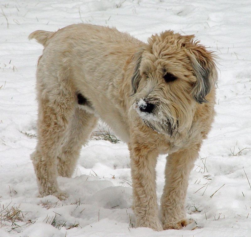Soft Coated Wheaten Terrier