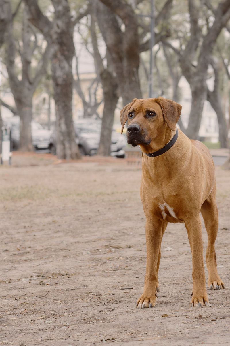 Some dogs want to participate in absolutely everything - These breeds are often better at giving you breathing room 11 Rhodesian Ridgeback