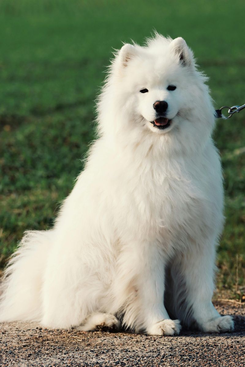 14 ultra-social dog breeds that act like everyone is their best friend 10 Samoyed
