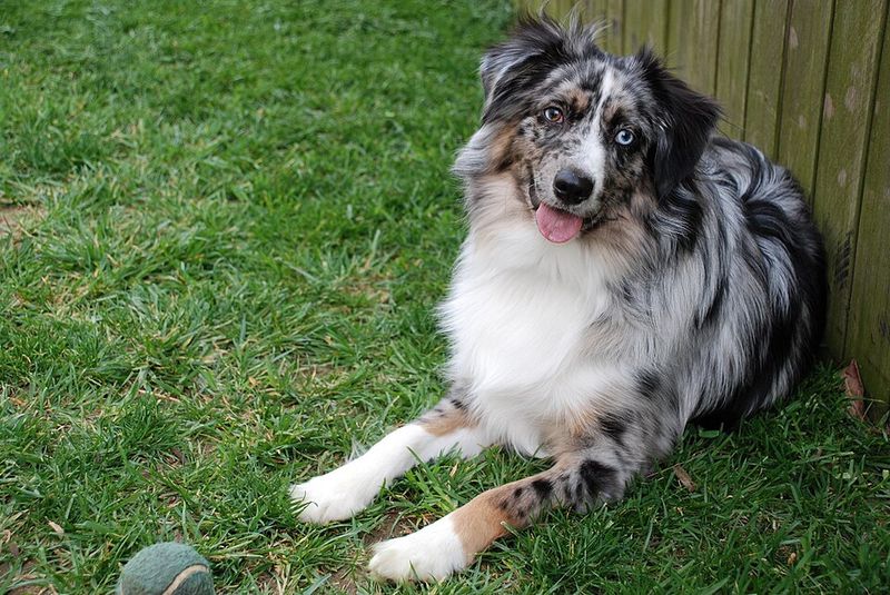 13 escape-artist dog breeds that constantly keep owners on alert 9 Australian Shepherd
