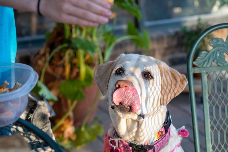 If your dog hates baths, these 9 changes make grooming day peaceful again 6 Bring Out a Lick Mat