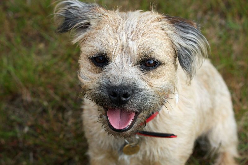 Which of these 20 Dog Breeds Are the Smartest? Here’s What Experts Say 21 Border Terrier