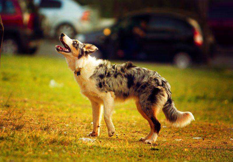 Australian Shepherd - the eager organizer