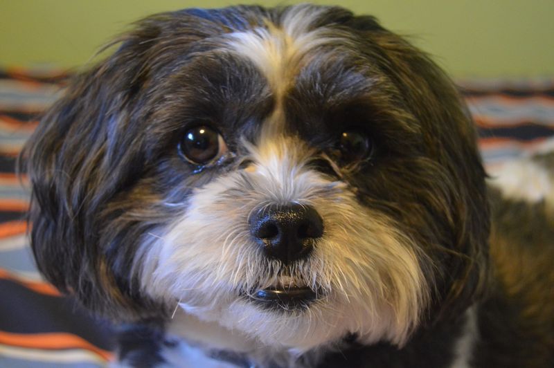 Lhasa Apso
