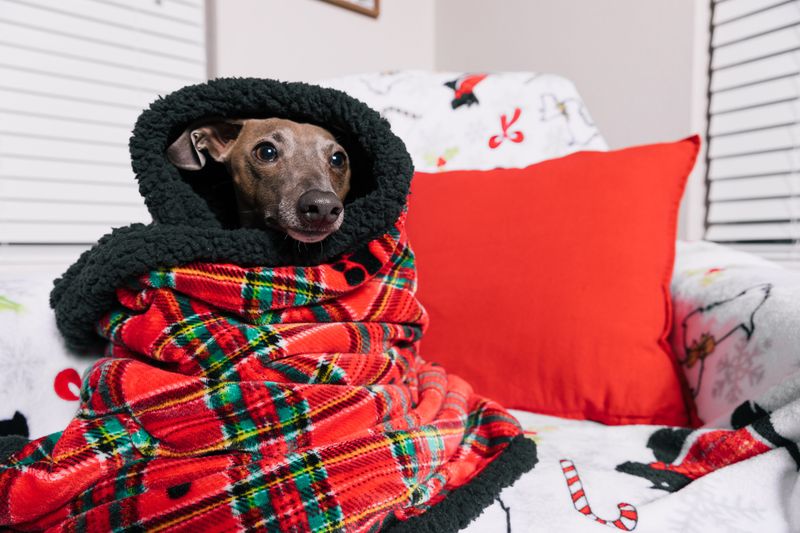 10 dogs that can become stressed by unpredictable departures - and what owners should do differently 9 Italian Greyhound