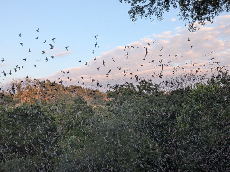The Nightly Bat Emergence