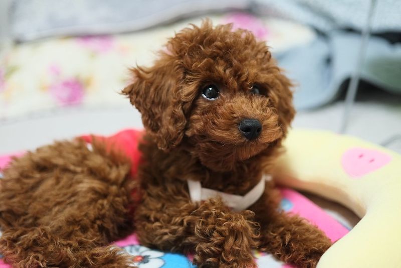 11 loving dogs that treat staying close to you as their favorite thing in life 9 Toy Poodle