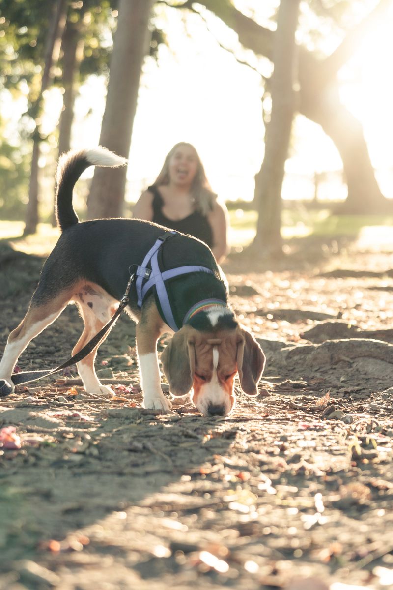 Owning a smart dog sounds impressive - Until the dog starts outthinking you 3 Beagle - The Nose Knows More