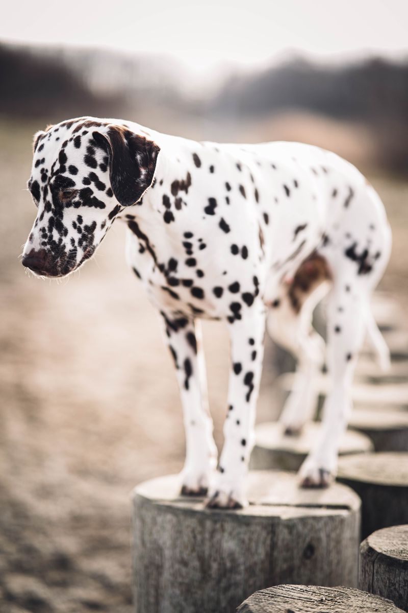 If dog odor is your biggest concern, these 12 dog breeds deserve a closer look 6 Dalmatian