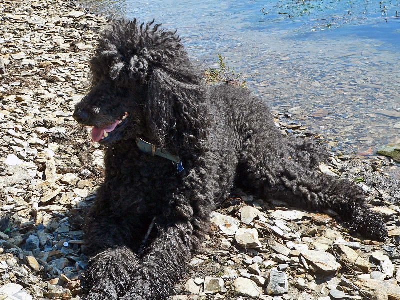 Standard Poodle