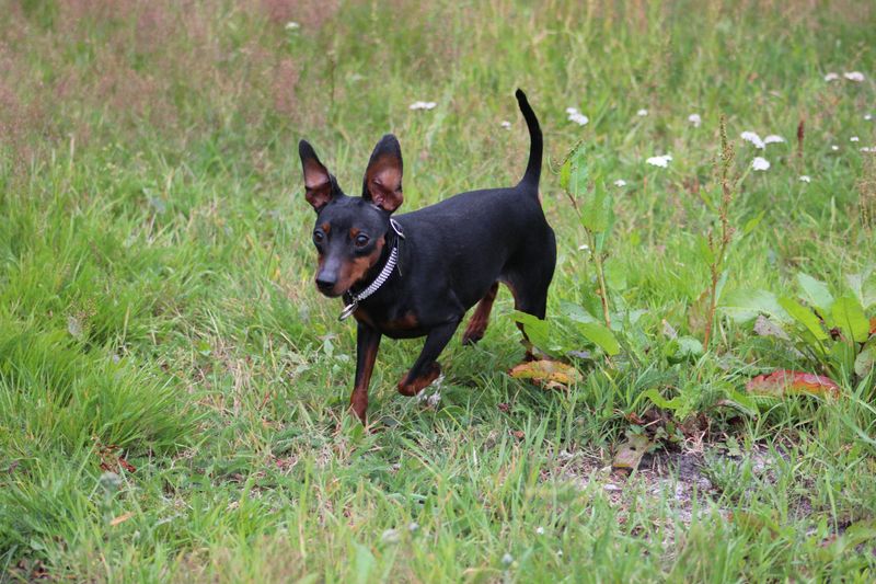 English Toy Terrier