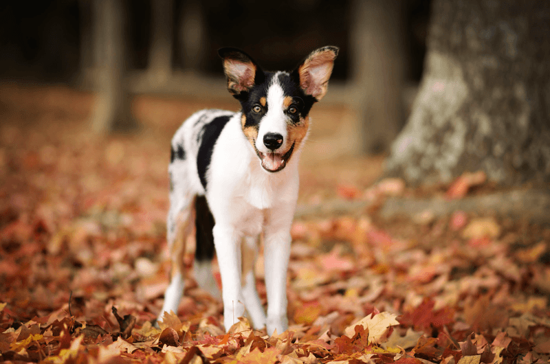 These dog breeds often stay level-headed no matter what's happening around them 10 Smooth Collie